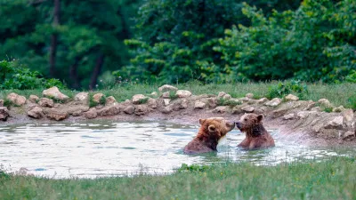Rezervația de Urși - Zărnești